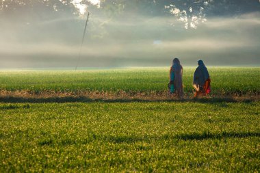 Hindistan 'da sisli bir sabahta buğday tarlasında yürüyen kırsal kadın işçiler.