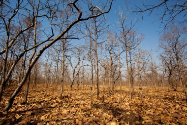 Hindistan 'da otobanın kenarında mavi gökyüzüne karşı kurumuş ağaçlar.