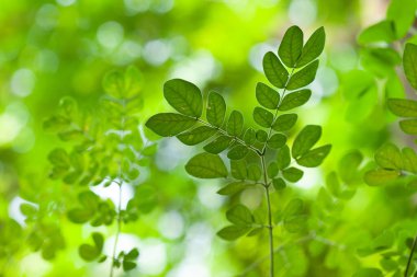 Taze yaprakları birbirine yaklaştıran bagetler.