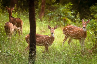Bandhavgarh Hindistan 'da genç bir benekli geyik doğrudan kameraya bakıyor..