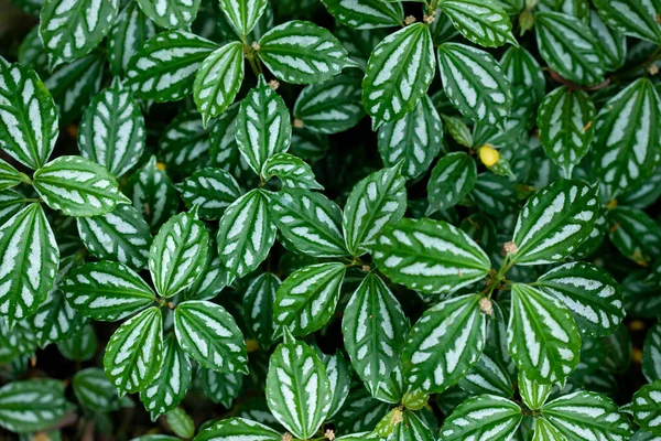 Natürlicher Grüner Hintergrund Der Pflanze Pilea Cadierei Alumnium Plant — Stockfoto