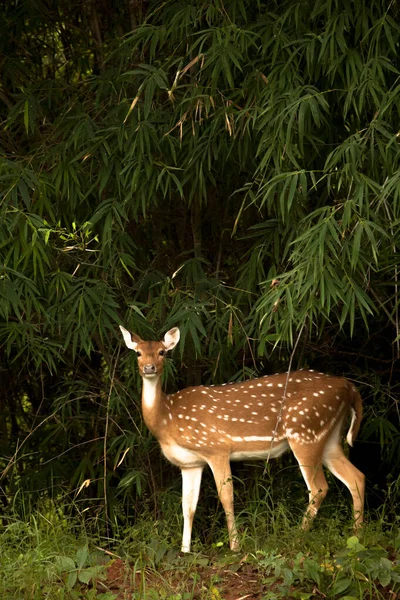 Ein Junger Gefleckter Hirsch Starrt Bandhavgarh Indien Direkt Die Kamera — Stockfoto