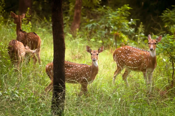 Young Spotted Deer Staring Straight Back Camera Bandhavgarh India — Stock Photo, Image