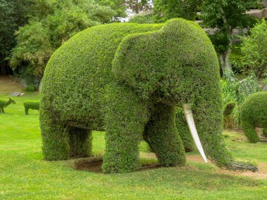 Bahçedeki fil şekilli bitki..