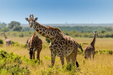 Zürafa Kenya, Masai Mara 'daki safaride kameraya bakıyor.