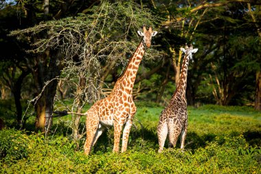 Zürafa Kenya, Masai Mara 'da safaride görüldü.