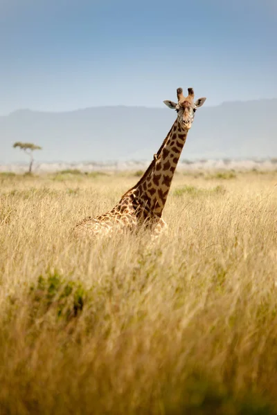 Giraffe Looking Camera Spotted Safari Masai Mara Kenya — Stock Photo, Image