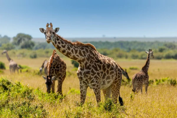 Jirafa Mirando Cámara Observada Safari Masai Mara Kenia —  Fotos de Stock