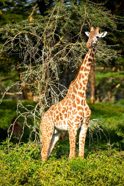 Giraffe Spotted Safari Masai Mara Kenya — Stock Photo, Image