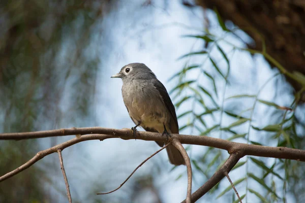 White Eyed Slaty Flycatcher Twig Morning Sunlight Kenya — Stock Photo, Image