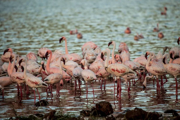 Flamingo Jezeře Bagoria Spatřen Keni — Stock fotografie