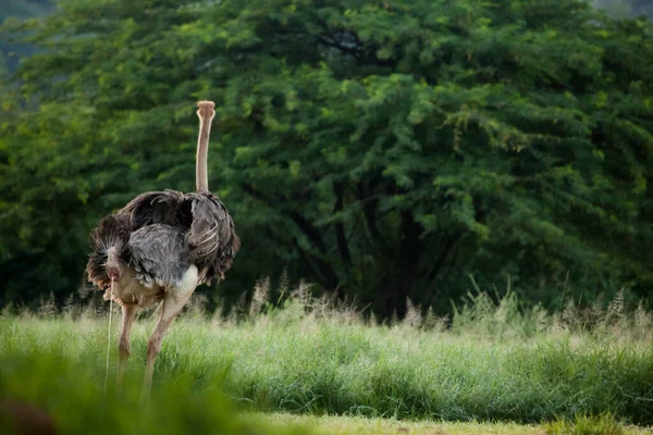 Uma Avestruz Fazendo Xixi Nas Belas Extensões Verdes Natureza África — Fotografia de Stock