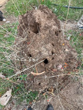 İçinde delikler olan büyük bir kaya. Delikler küçük ve dağınık. Kaya otlar ve otlarla çevrili.