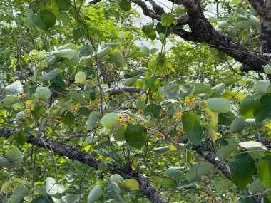Yeşil yapraklı ve kahverengi kabuklu bir ağaç. Ağaç uzundur ve birçok dalları vardır.