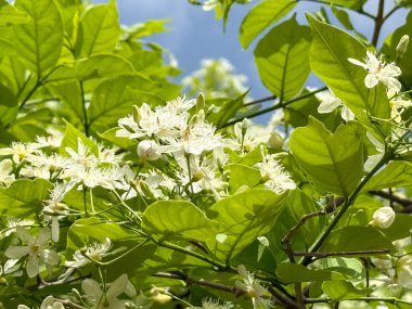 Beyaz çiçekli bir ağaç tam çiçeklenmiştir. Yapraklar yeşil ve çiçekler beyaz