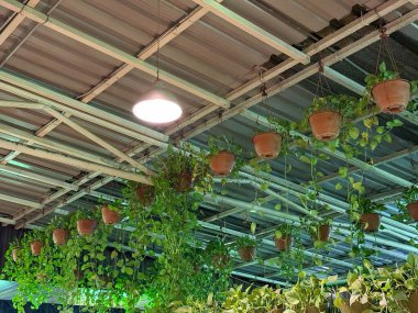 Tavan, saksılarda çeşitli sallanan bitkilerle süslenerek verimli ve canlı bir atmosfer yaratıyor. Bitkiler eşit aralıklarla dizilmiş.