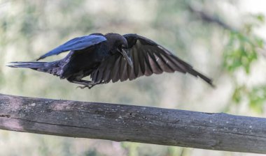 Karga, arka planda bulanık bir şekilde bir kütüğe konuyor.