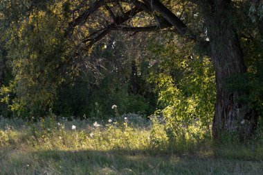 Ormanın sonbahar manzarası akşam ışığında, yeşil çayırlı bir ağaç ve tarla yolunun bir parçası