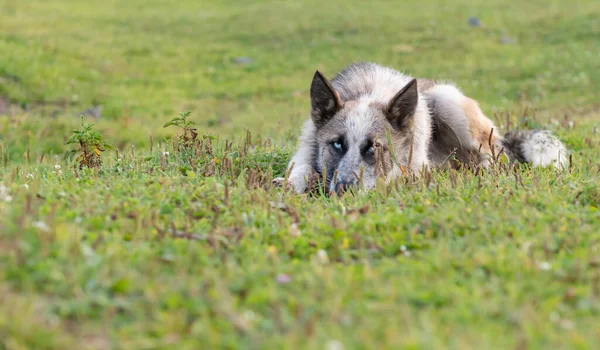 Lying Dog Blue Eyes Summer Meadow Summer Horizontal Orientation — Stock Photo, Image