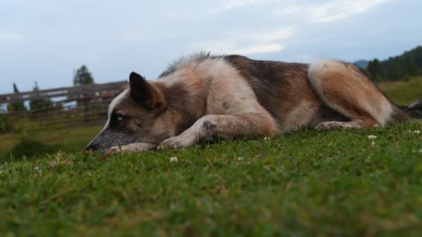 青い目をした灰色の赤い犬は夏に緑の草の上に退屈し背景がぼやけて地上からの眺め — ストック動画