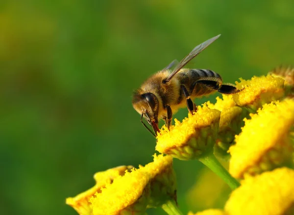 Bee Pollinates Yellow Bee Flowers — Stock Photo, Image
