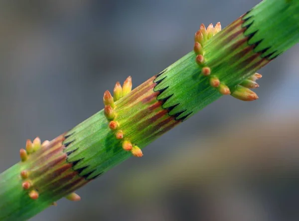 水生植物のカラフルな茎のディテール 幹水シガー — ストック写真
