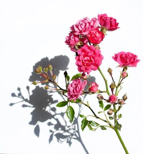 Твін Крихітними Квітами Рожевих Троянд Тіні Білому Тлі — стокове фото
