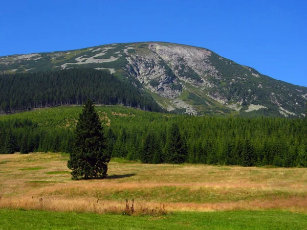 Montes Montanhas Com Vegetação Pinho Nas Rochas Lugar Europa República — Fotografia de Stock