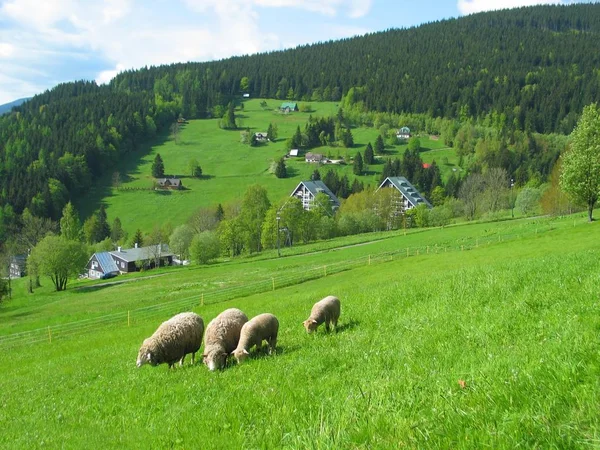 Paisagem Paisagem Montanhosa Sazonal Primavera Campo Localização Europa Checo Montanha — Fotografia de Stock