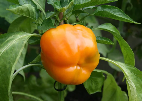 Ripening orange sweet garden peppers.