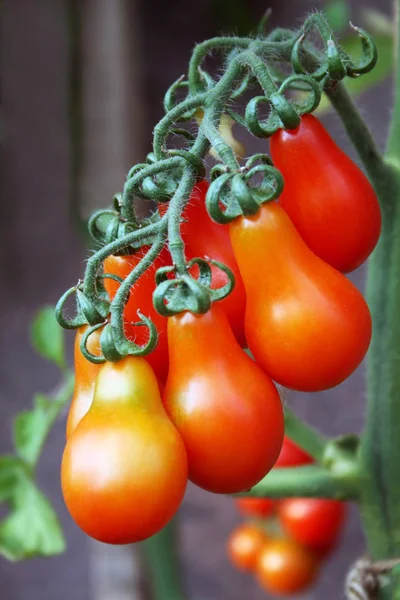 Grape tomatoes on the bush, pear-shaped.