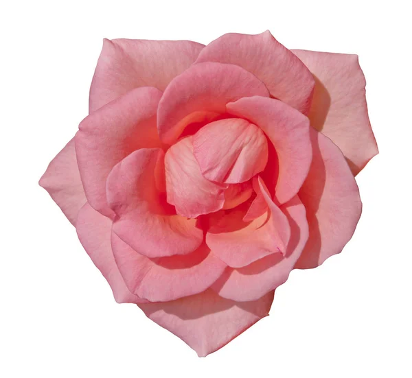 Λουλούδι Ροζ Τριαντάφυλλο Αντικείμενο Λευκό Απομονωμένες — Φωτογραφία Αρχείου