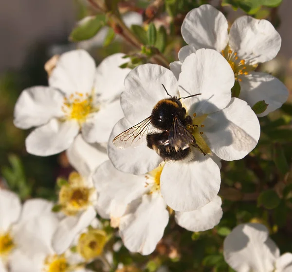 Bumblebee Beporzó Fehér Virágok Egy Bokor — Stock Fotó
