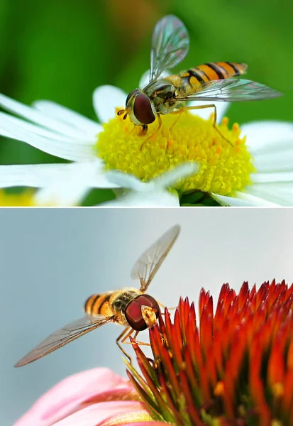 Hoverfly Virágok Halmaza Két Fotó Méh Változatos — Stock Fotó