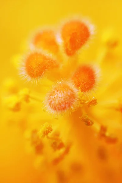 Verträumtes Hintergrunddetail Hibiskus. — Stockfoto