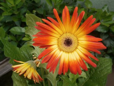 Renk Gerbera Papatyalar 