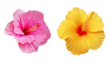 Renk hibiscuses çiçekler.