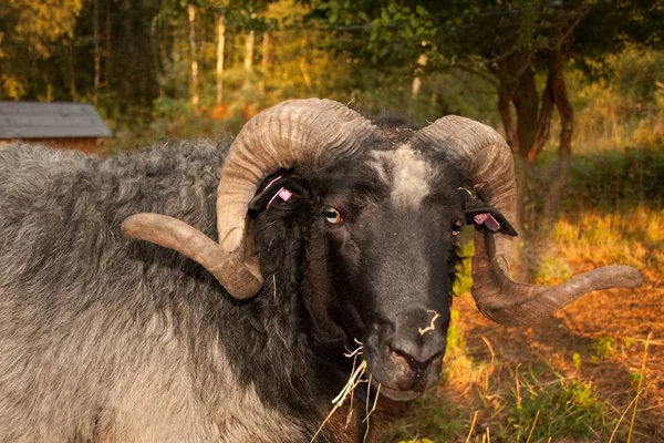 Portret Horned Barana Pełnego Czołowego — Zdjęcie stockowe