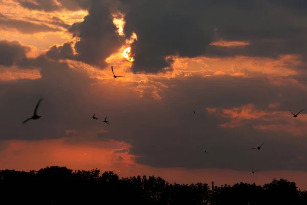 Una Bandada Aves Veloces Atardecer Sobre Bosque — Foto de Stock