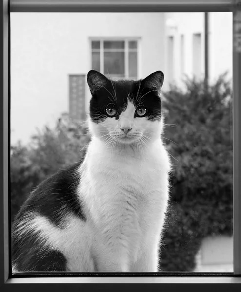 Czarno Biały Kot Siedzi Poza Oknem — Zdjęcie stockowe