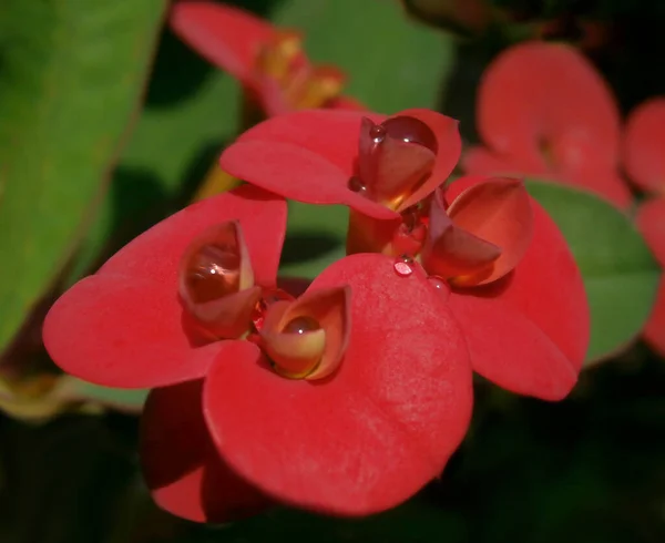 Bloemen Chris Doorn Met Druppels Een Rode Bloeiende Bloem Van — Stockfoto