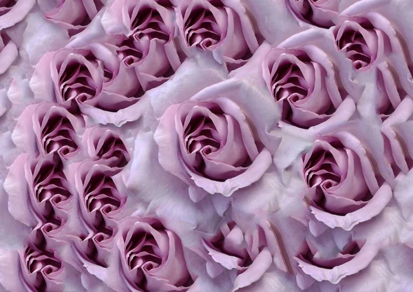Floral Lila Rosen Hintergrund — Stockfoto