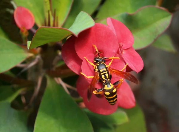 Fechar Uma Vespa Uma Flor Vermelha Chris Espinho Wasp Polistes — Fotografia de Stock