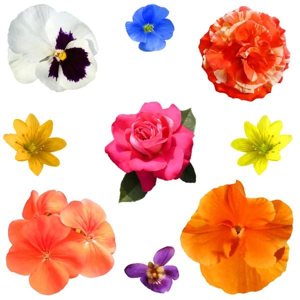 Collection Colorful Gardens Fresh Flowers Objects Isolated — Stock Photo, Image