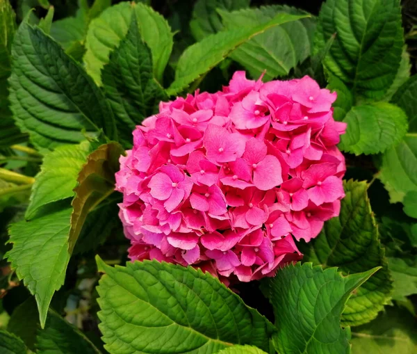 Bloemenachtergrond Met Hortensia Veel Roze Bloeiende Hortensia Bloemen Groeien Tuin — Stockfoto