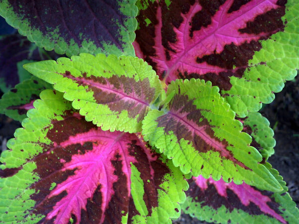 Background with garden or home variation of colorful African nettle. Skullcaplike coleus.