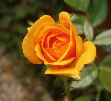 Arka planda çiçek açan bir bahçe, sarı bir gül. Çiçek açan.