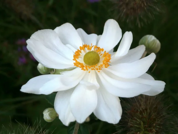 Florece Flor Completa Flor Blanca Jardín Cosmos Anemone —  Fotos de Stock