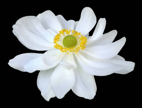 Single Blooming White Anemone Flower Object Black Isolated — Stock Photo, Image
