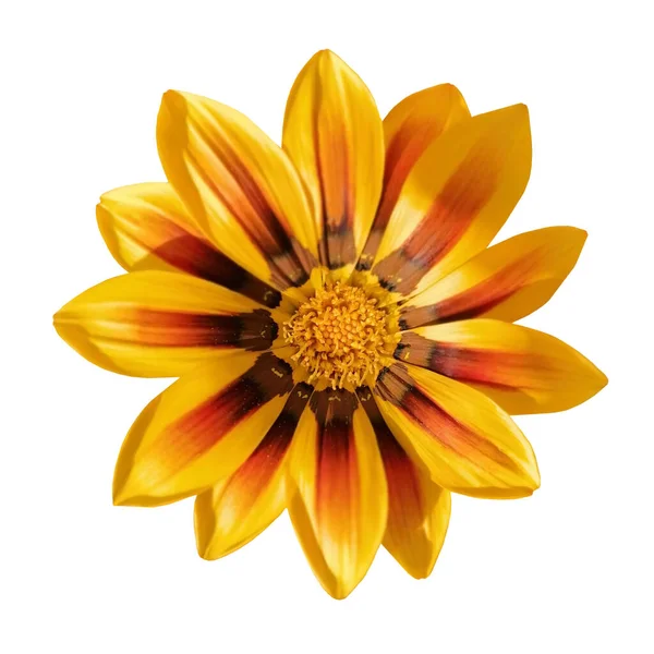 Μονοανθή Κίτρινα Gazania Splendens Genus Asteraceae Λευκό Αντικείμενο Απομονωμένο — Φωτογραφία Αρχείου